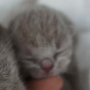 kot brytyjski liliowy - Margaret AmazingAisha*PL