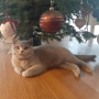 Koty brytyjskie- Melody AmazingAisha*PL- fotki z nowego domu