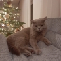 Koty brytyjskie- Melody AmazingAisha*PL- fotki z nowego domu