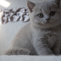 Koty brytyjskie- Melody AmazingAisha*PL