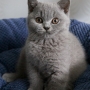 kot brytyjski niebieski - MARGARITA of KITI-KATUS PL