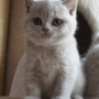 kot brytyjski liliowy - MAYA AmazingAisha*PL