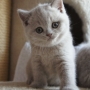 kot brytyjski liliowy - MAYA AmazingAisha*PL