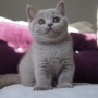 kot brytyjski liliowy - MAYA AmazingAisha*PL - mam 10 tygodni