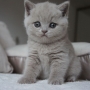 kot brytyjski liliowy - MAYA AmazingAisha*PL - mam 32 dni