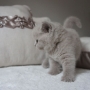 kot brytyjski liliowy - MAYA AmazingAisha*PL - mam 32 dni