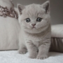 kot brytyjski liliowy - MAYA AmazingAisha*PL - mam 32 dni