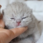 kot brytyjski liliowy - MAYA AmazingAisha*PL