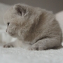 kot brytyjski liliowy - MAYA AmazingAisha*PL