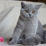 koty-brytyjskie--kotka niebieska bria -Mercedes of Amazing Aisha*Pl