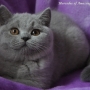 koty-brytyjskie--kotka niebieska bria -Mercedes of Amazing Aisha*Pl