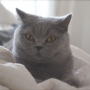 koty-brytyjskie--kotka niebieska bria -Mercedes of Amazing Aisha*Pl  -  w nowym domu 2015
