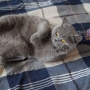 koty-brytyjskie--kotka niebieska bria -Mercedes of Amazing Aisha*Pl  -  w nowym domu 2015