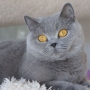 koty-brytyjskie--kotka niebieska bria -Mercedes of Amazing Aisha*Pl  - Grudzień 2014