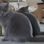 koty-brytyjskie--kotka niebieska bria -Mercedes of Amazing Aisha*Pl  -  2015