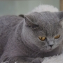 koty-brytyjskie--kotka niebieska bria -Mercedes of Amazing Aisha*Pl  -  2015