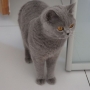 koty-brytyjskie--kotka niebieska bria -Mercedes of Amazing Aisha*Pl  - mam 2,5 roku