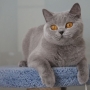 koty-brytyjskie--kotka niebieska bria -Mercedes of Amazing Aisha*Pl  - mam 2,5 roku