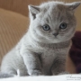 koty brytyjskie - BARRY WHITE - 5 tygodni