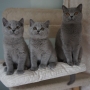 koty brytyjskie - BARRY WHITE , Brando i Fifi  - mamy 11 tygodni