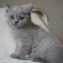 koty brytyjskie - Charles Love - mam 9 tygodni