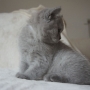 koty brytyjskie - Charles Love - mam 9 tygodni