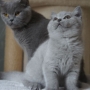 koty brytyjskie - Charles Love i Mamcia Evian