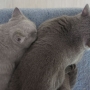 koty brytyjskie - Charles Love i Mamcia Evian