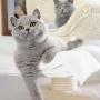 koty brytyjskie - Charles Love  3,5 m-ca