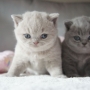 koty brytyjskie - dziewczynki