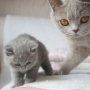 koty brytyjskie - kotka liliowa Donna Summer i mały Fernando
