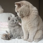 koty brytyjskie - kotka liliowa Donna Summer i mały Fernando
