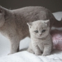 koty brytyjskie - kotka liliowa Donna Summer i mała Fabienne