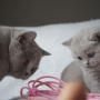 koty brytyjskie - kotka liliowa Donna Summer i mała Fabienne