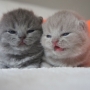 koty brytyjskie- kot liliowy Garry Cooper i niebieski Gregory