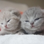 koty brytyjskie- kot liliowy Garry Cooper i niebieski Gregory
