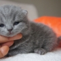 koty brytyjskie- kot niebieski Gregory