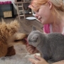 foto: Sabina Sebestova -Koty brytyjskie. Gregory - pierwsze chwile w nowym domu