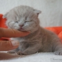 koty brytyjskie- kot liliowy Garry Cooper 17 dni