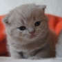 koty brytyjskie- kot liliowy Garry Cooper 17 dni