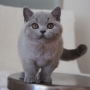 hodowla kotów brytyjskich - kotka niebieska - Jenny AmazingAisha*PL