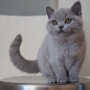 hodowla kotów brytyjskich - kotka niebieska - Jenny AmazingAisha*PL