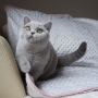 hodowla kotów brytyjskich - kotka niebieska - Jenny AmazingAisha*PL - mam 5,5 m-ca