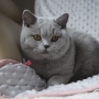 hodowla kotów brytyjskich - kotka niebieska - Jenny AmazingAisha*PL - mam 5,5 m-ca