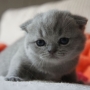 hodowla kotów brytyjskich - kotka niebieska - JENNY