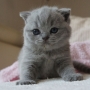 hodowla kotów brytyjskich - kotka niebieska -