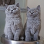 koty brytyjskie- JENNY i KENNY