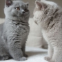 koty brytyjskie- niebieski Levi Strauss i liliowy Lee Cooper