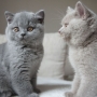 koty brytyjskie- niebieski Levi Strauss i liliowy Lee Cooper