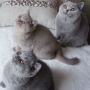 koty brytyjskie- niebieski Levi Strauss, liliowy Lee Cooper i Jenny